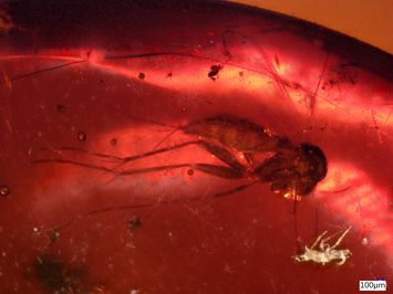 Vorschaubild Bernstein m. 2 Pilzmücken
